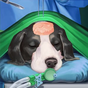 My Pet Vet Hospital